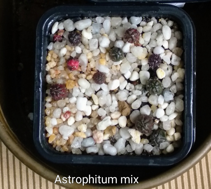 Astrophitum mix.jpeg